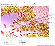 02_Ammophila-1 x250_labels.jpg